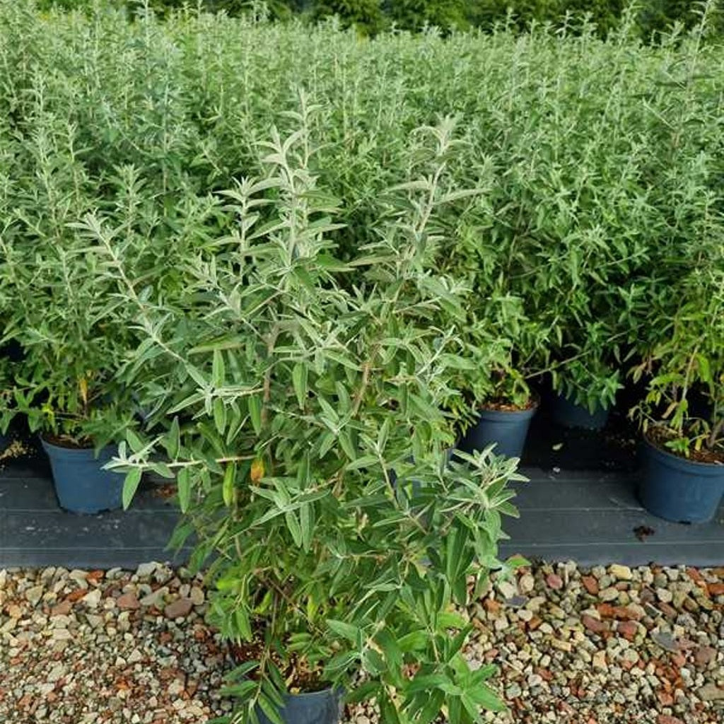 Silverbuske – Elaeagnus angustifolia - C7.5 80-100 CM